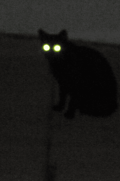 Cat at 3AM